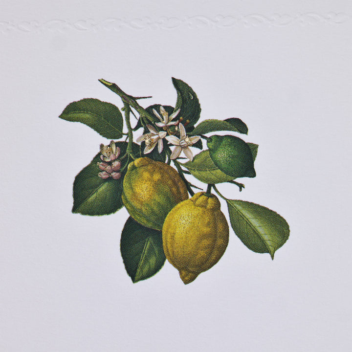 Lemon Botanical Folded Card Set (10ct.) 3.33" x 5.12" | Rossi 1931 Italian Stationery